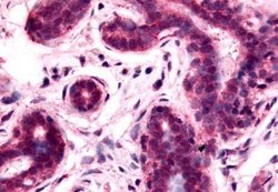 Invitrogen RAI3 Polyclonal Antibody 25 &mu;g | Buy Online | Invitrogen&trade; | Fisher Scientific