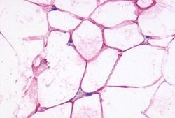 beta-3 Adrenergic Receptor Polyclonal Antibody, Invitrogen 25 &mu;g | Buy Online | Thermo Scientific | Fisher Scientific