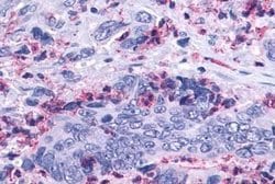 Invitrogen LTB4R2 Polyclonal Antibody 25 &mu;g; Unconjugated:Antibodies,