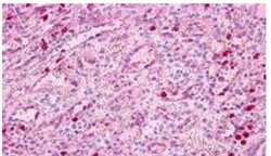 PTAFR Polyclonal Antibody, Invitrogen 25 &mu;g; Unconjugated:Antibodies,