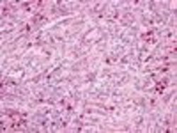 PTAFR Polyclonal Antibody, Invitrogen 25 &mu;g; Unconjugated:Antibodies,