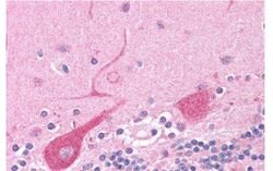 Invitrogen NEK6 Polyclonal Antibody 25 &mu;g; Unconjugated:Antibodies,