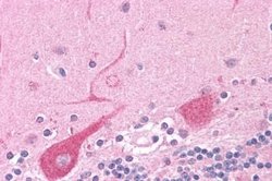 Invitrogen NEK6 Polyclonal Antibody 25 &mu;g; Unconjugated:Antibodies,