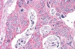 Invitrogen NEK6 Polyclonal Antibody 25 &mu;g; Unconjugated:Antibodies,