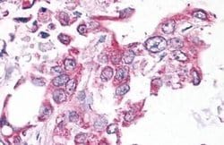 Invitrogen NEK6 Polyclonal Antibody 25 &mu;g; Unconjugated:Antibodies,
