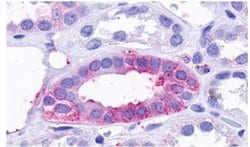 Invitrogen TAAR9 Polyclonal Antibody 25 &mu;g; Unconjugated:Antibodies,