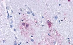 Invitrogen TAAR9 Polyclonal Antibody 25 &mu;g; Unconjugated:Antibodies,