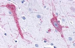 Invitrogen TAAR9 Polyclonal Antibody 25 &mu;g; Unconjugated:Antibodies,