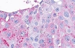 Invitrogen TAAR9 Polyclonal Antibody 25 &mu;g; Unconjugated:Antibodies,