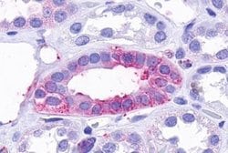 Invitrogen TAAR9 Polyclonal Antibody 25 &mu;g; Unconjugated:Antibodies,