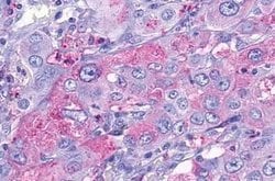 Invitrogen TAAR9 Polyclonal Antibody 25 &mu;g; Unconjugated:Antibodies,