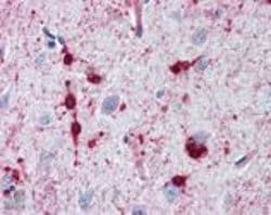 Invitrogen CRYAB Polyclonal Antibody 100 &mu;L; Unconjugated:Antibodies,