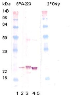 Invitrogen CRYAB Polyclonal Antibody 100 &mu;L; Unconjugated:Antibodies,