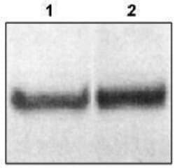 Invitrogen DAB1 Polyclonal Antibody 125 &mu;g | Buy Online | Invitrogen&trade; | Fisher Scientific