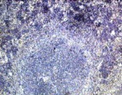Invitrogen IFNLR1 Polyclonal Antibody 100 &mu;g; Unconjugated:Antibodies,