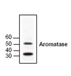 Aromatase Polyclonal Antibody, Invitrogen 50 &mu;g; Unconjugated:Antibodies,