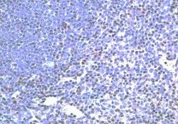 Invitrogen TLR2 Polyclonal Antibody 100 &mu;g | Buy Online | Invitrogen&trade; | Fisher Scientific