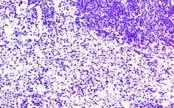 Invitrogen CCR7 Polyclonal Antibody 50 &mu;g; Unconjugated:Antibodies,