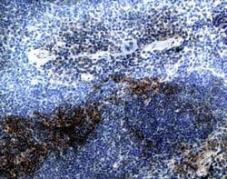 Invitrogen CCR7 Polyclonal Antibody 50 &mu;g; Unconjugated:Antibodies,