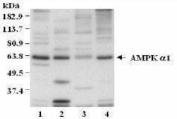 Invitrogen AMPK alpha-1 Polyclonal Antibody 50 &mu;L | Buy Online | Invitrogen&trade; | Fisher Scientific