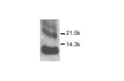 Invitrogen CXCL10 Polyclonal Antibody 25 &mu;g; Unconjugated:Antibodies,