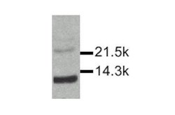 Invitrogen IL-15 Polyclonal Antibody 25 &mu;g; Unconjugated:Antibodies,