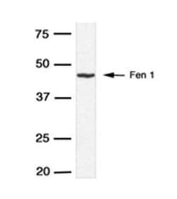 Invitrogen™ FEN1 Polyclonal Antibody