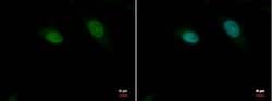 Invitrogen RFC4 Polyclonal Antibody 100 &mu;L; Unconjugated:Antibodies,