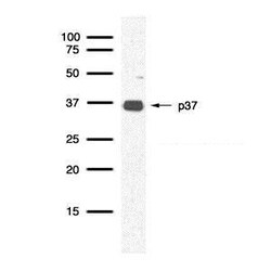 Invitrogen RFC4 Polyclonal Antibody 100 &mu;L; Unconjugated:Antibodies,