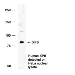 Invitrogen XPB Polyclonal Antibody 50 &mu;g; Unconjugated:Antibodies, Polyclonal