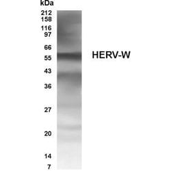 Invitrogen Human Endogenous Retrovirus Polyclonal Antibody 100 &mu;g; Unconjugated:Antibodies,