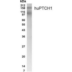 Invitrogen PTCH Polyclonal Antibody 100 &mu;g; Unconjugated:Antibodies,