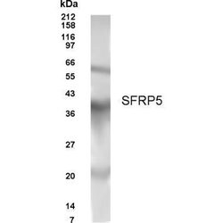 Invitrogen SFRP5 Polyclonal Antibody 100 &mu;g; Unconjugated:Antibodies,