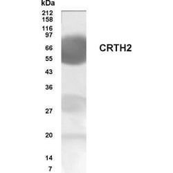 Invitrogen CRTH2 Polyclonal Antibody 100 &mu;g; Unconjugated:Antibodies,