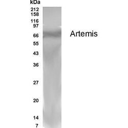 Invitrogen Artemis Polyclonal Antibody 100 &mu;g; Unconjugated:Antibodies,