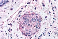 Invitrogen XPR1 Polyclonal Antibody 25 &mu;g; Unconjugated:Antibodies,
