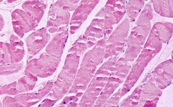 Invitrogen XPR1 Polyclonal Antibody 25 &mu;g; Unconjugated:Antibodies,