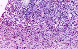 Invitrogen XPR1 Polyclonal Antibody 25 &mu;g; Unconjugated:Antibodies,