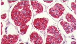P2Y1 Polyclonal Antibody, Invitrogen 25 &mu;g; Unconjugated:Antibodies,