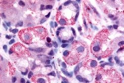 HRH2 Polyclonal Antibody, Invitrogen 25 &mu;g | Buy Online | Invitrogen | Fisher Scientific