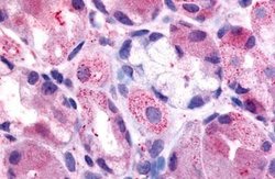 Invitrogen HRH2 Polyclonal Antibody 25 &mu;g; Unconjugated:Antibodies,