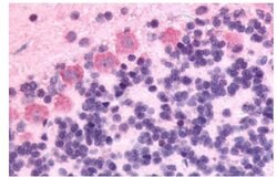 Invitrogen GPR89A Polyclonal Antibody 25 &mu;g; Unconjugated:Antibodies,