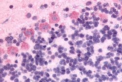 Invitrogen GPR89A Polyclonal Antibody 25 &mu;g; Unconjugated:Antibodies,