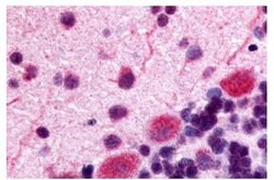 Invitrogen OPRK1 Polyclonal Antibody 25 &mu;g; Unconjugated:Antibodies,