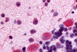 Invitrogen OPRK1 Polyclonal Antibody 25 &mu;g; Unconjugated:Antibodies,