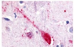 GPR85 Polyclonal Antibody, Invitrogen 25 &mu;g | Buy Online | Thermo Scientific | Fisher Scientific