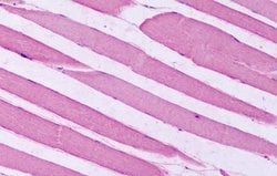 Invitrogen HTR7 Polyclonal Antibody 25 &mu;g; Unconjugated:Antibodies,