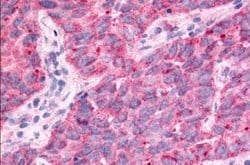 Invitrogen TAOK1 Polyclonal Antibody 25 &mu;g; Unconjugated:Antibodies,