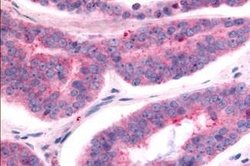 Invitrogen TAOK1 Polyclonal Antibody 25 &mu;g; Unconjugated:Antibodies,