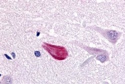 Invitrogen Cdc7 Polyclonal Antibody 25 &mu;g; Unconjugated:Antibodies,